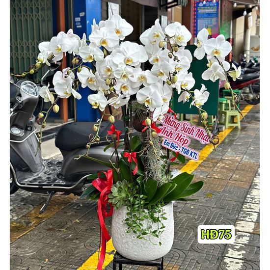 Chậu lan hồ điệp trắng - HĐ75