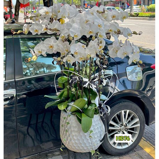 Chậu lan hồ điệp trắng - HĐ76