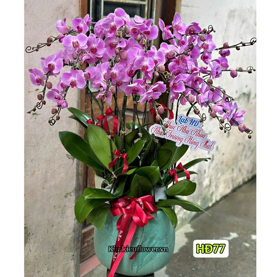 Chậu lan hồ điệp tím - HĐ77