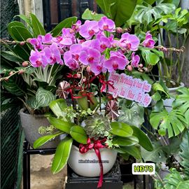 Chậu lan hồ điệp tím - HĐ78
