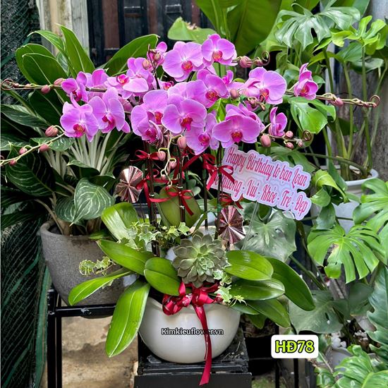 Chậu lan hồ điệp tím - HĐ78