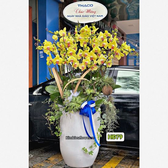 Bình lan hồ điệp vàng - HĐ79