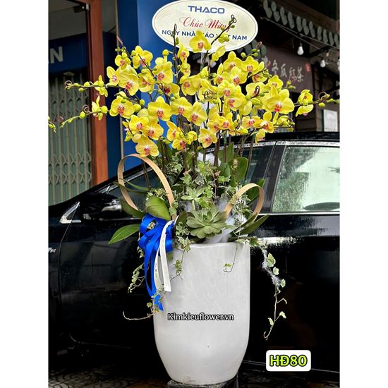 Bình lan hồ điệp vàng - HĐ80