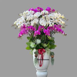 Bình lan hồ điệp tím mix lan hồ điệp trắng - HĐ81