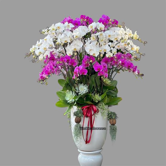 Bình lan hồ điệp tím mix lan hồ điệp trắng - HĐ81
