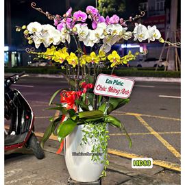 Bình lan hồ điệp vàng trắng mix tím - HĐ83