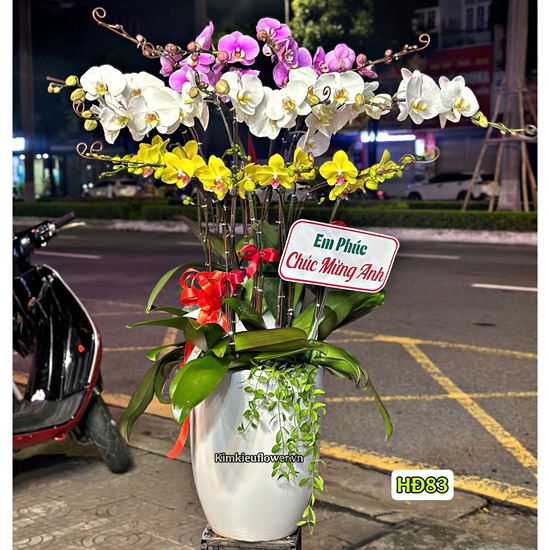 Bình lan hồ điệp vàng trắng mix tím - HĐ83