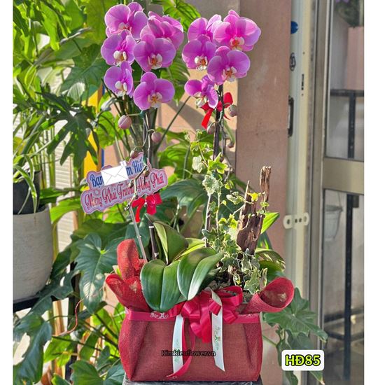 Picture of Hộp lan hồ điệp tím hồng - HĐ85