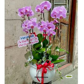 Picture of Chậu lan hồ điệp tím - HĐ86