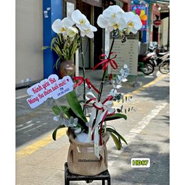 Picture of Hộp lan hồ điệp trắng - HĐ87