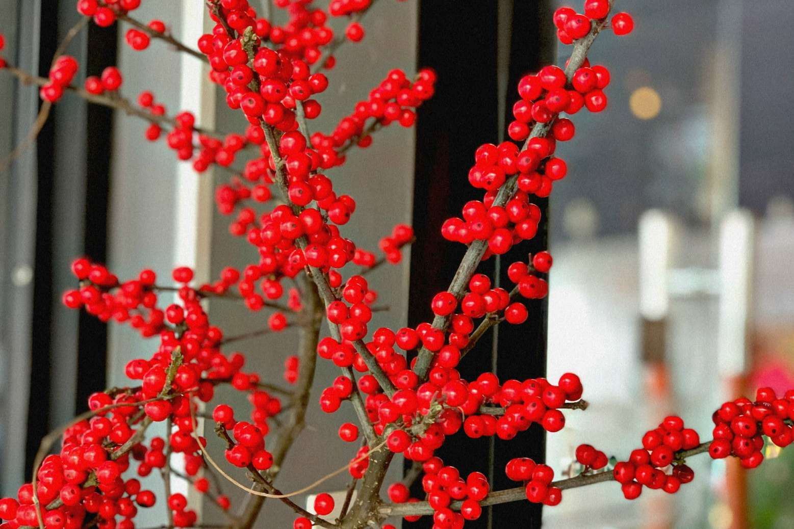 Đào Đông Chưng Tết ? Cách chăm sóc giữ đào đông tươi lâu hơn?