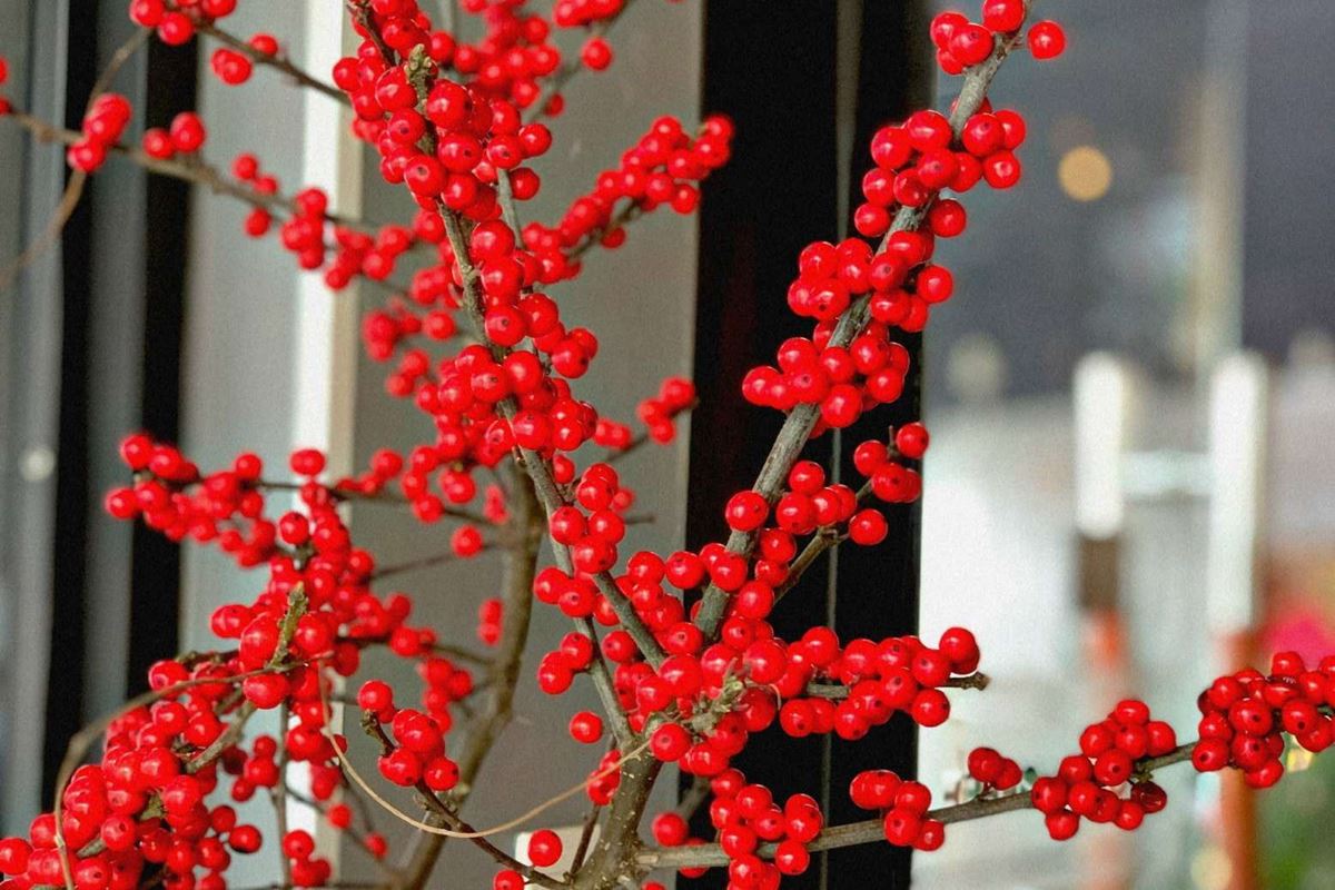 Đào Đông Chưng Tết ? Cách chăm sóc giữ đào đông tươi lâu hơn?