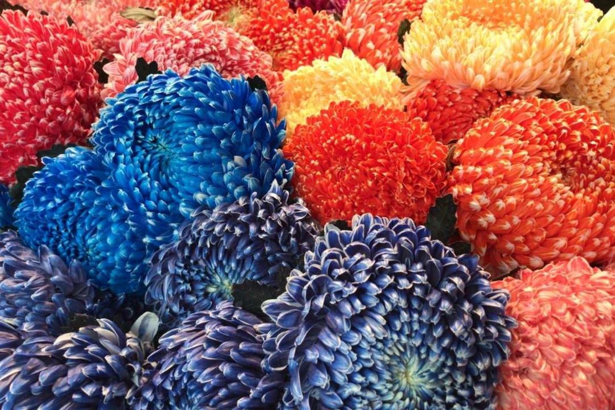 Cúc Mẫu Đơn ? Cúc Mẫu Đơn Giá Bao Nhiêu?