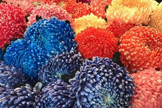 Cúc Mẫu Đơn ? Cúc Mẫu Đơn Giá Bao Nhiêu?