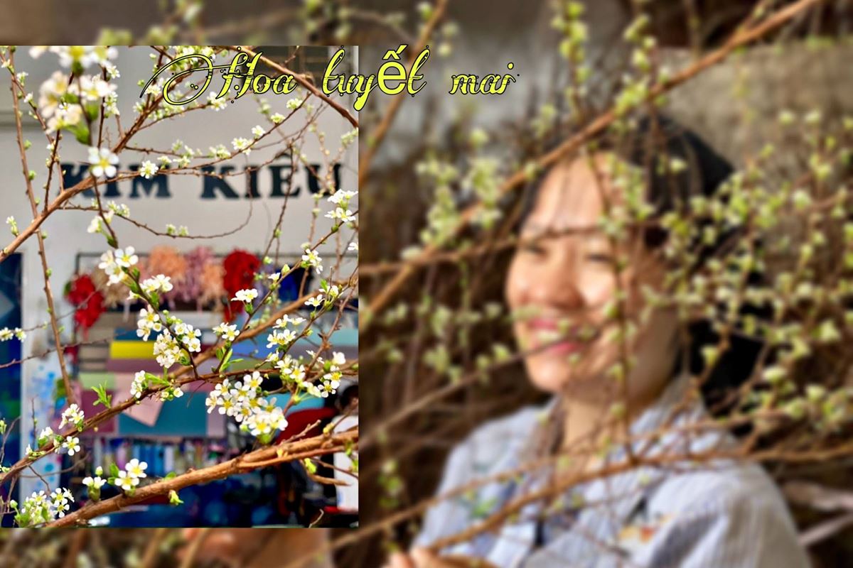 Hoa tuyết mai ? Mẹo dưỡng hoa tuyết mai tươi và chơi lâu trong Tết ?