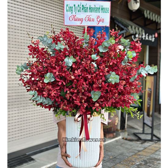 Bình lan đỏ mokara - BI246