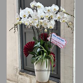 Chậu lan hồ điệp trắng - HĐ24