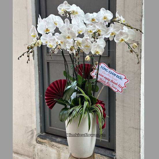 Chậu lan hồ điệp trắng - HĐ24