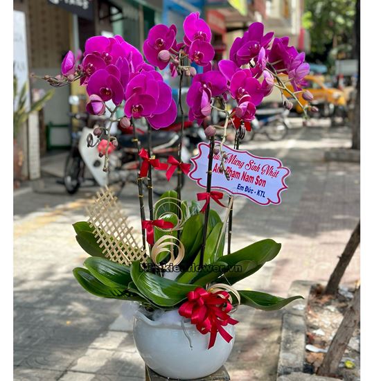 Chậu lan hồ điệp tím - HĐ25