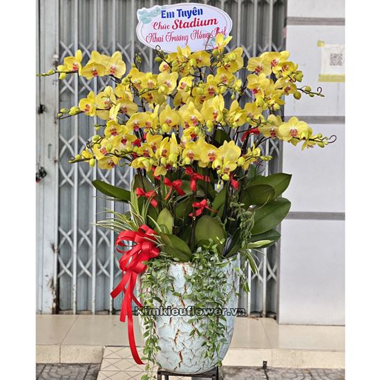 Chậu lan hồ điệp vàng - HĐ26