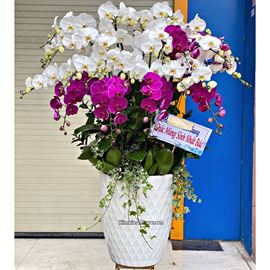 Chậu lan hồ điệp trắng mix tím - HĐ27