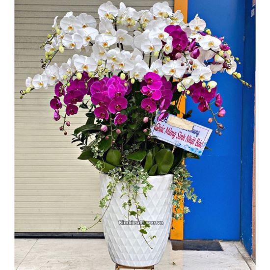 Chậu lan hồ điệp trắng mix tím - HĐ27