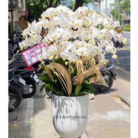 Chậu lan hồ điệp trắng - HĐ28
