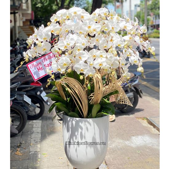 Chậu lan hồ điệp trắng - HĐ28