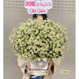 giỏ hoa cúc tana - HG639