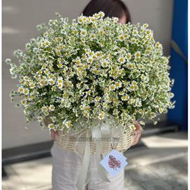 giỏ hoa cúc tana cắm tròn - HG648