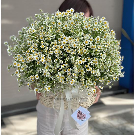 giỏ hoa cúc tana cắm tròn - HG648