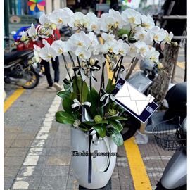 Chậu lan hồ điệp trắng - HĐ46