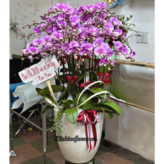 Chậu lan hồ điệp tím hồng - HĐ49