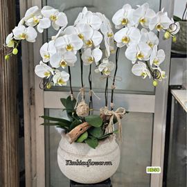 Chậu lan hồ điệp trắng - HĐ50