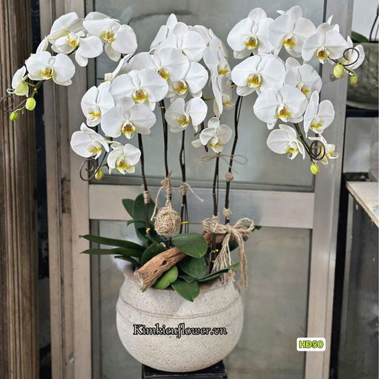 Chậu lan hồ điệp trắng - HĐ50