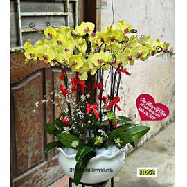 Chậu lan hồ điệp vàng - HĐ52