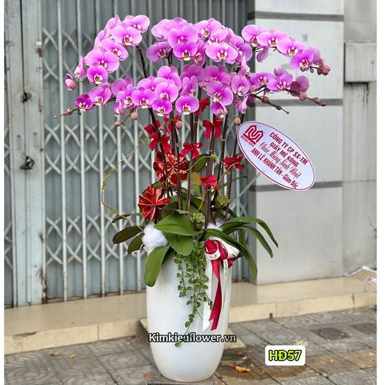 Chậu lan hồ điệp tím - HĐ57