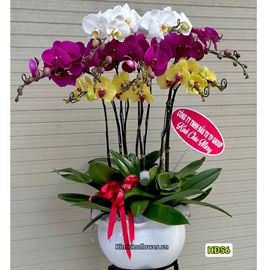 Chậu lan hồ điệp mix ba màu trắng, vàng, tím - HĐ56