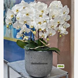 Chậu lan hồ điệp trắng - HĐ61