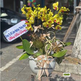 Chậu lan hồ điệp vàng - HĐ59