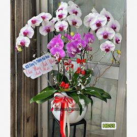 Chậu lan hồ điệp trắng mix tím - HĐ55