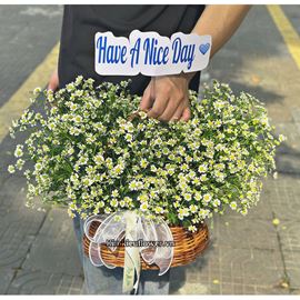 Giỏ hoa cúc tana -  HG876